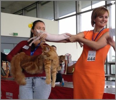 ASC Finalists MaineCoon vs Peterbald